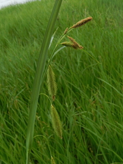 Carex paleacea