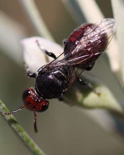 Meroglossa setifera