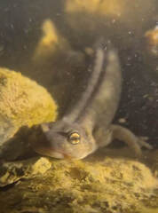 Semirechensk Salamander photo 2