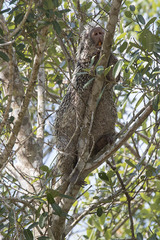 Coendou longicaudatus
