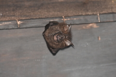 Rhinolophus formosae