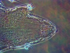 Milnesium cassandrae