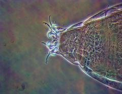 Milnesium cassandrae