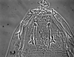 Milnesium cassandrae