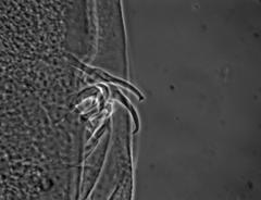 Milnesium cassandrae
