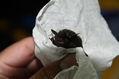 Submyotodon latirostris