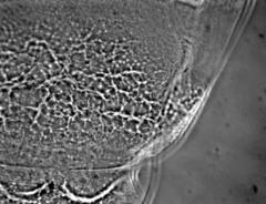 Milnesium cassandrae