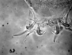 Milnesium cassandrae