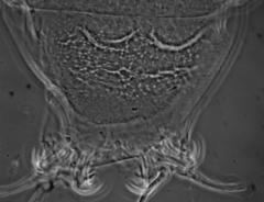 Milnesium cassandrae