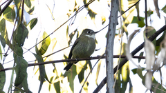 Empidonax albigularis