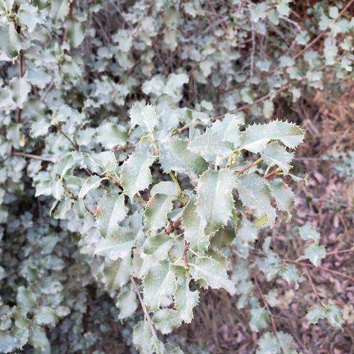 Prunus ilicifolia