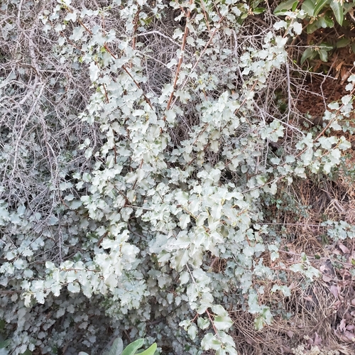 Prunus ilicifolia