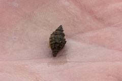 Paciocinebrina interfossa