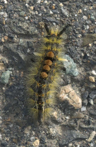 Rusty Tussock Moth photo 5