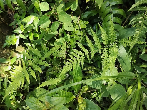 Thelypteris laxa iNat (2)