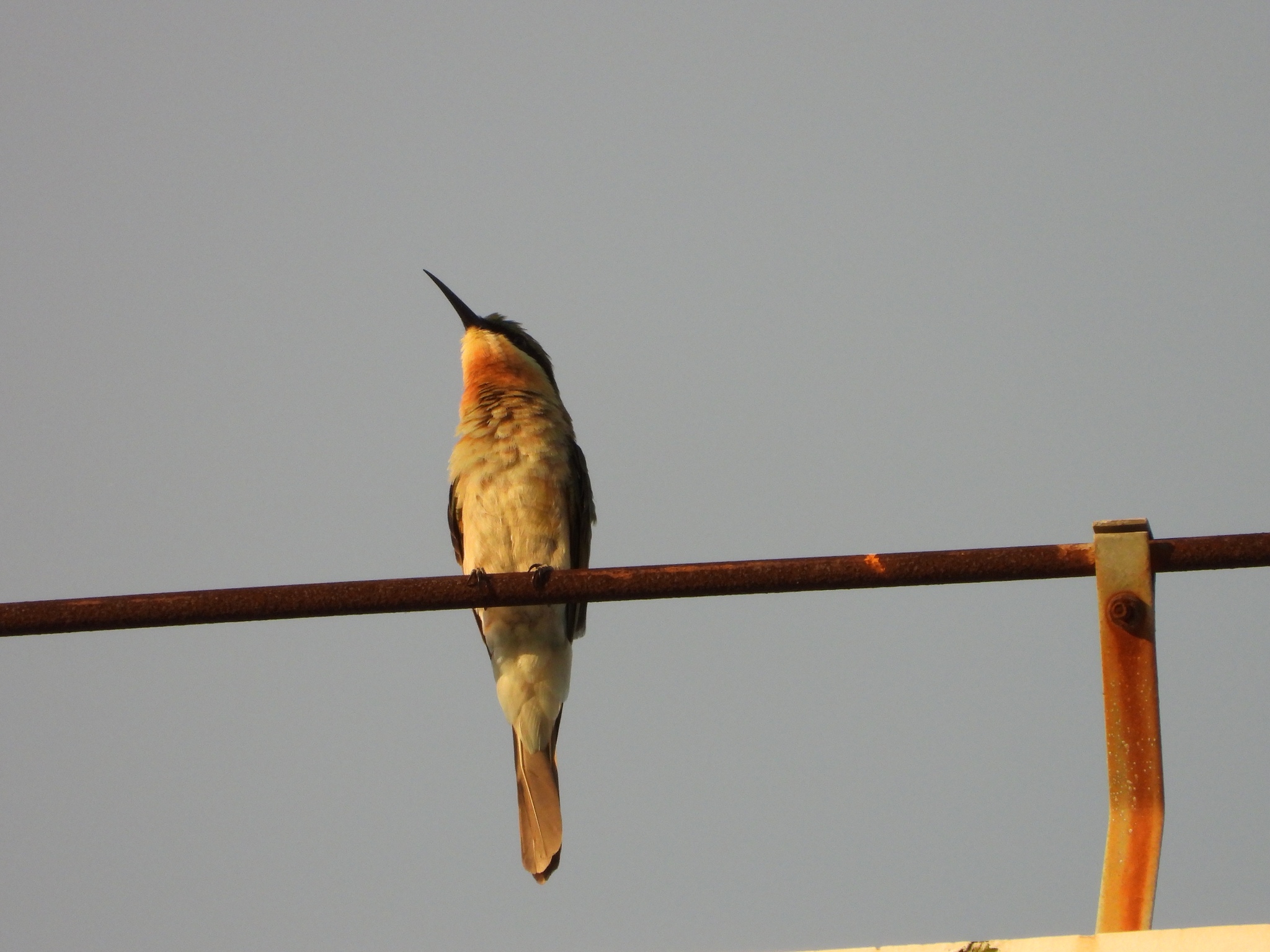 Blue-tailed Bee-eater