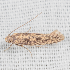 Cephitinea obscurostrigella