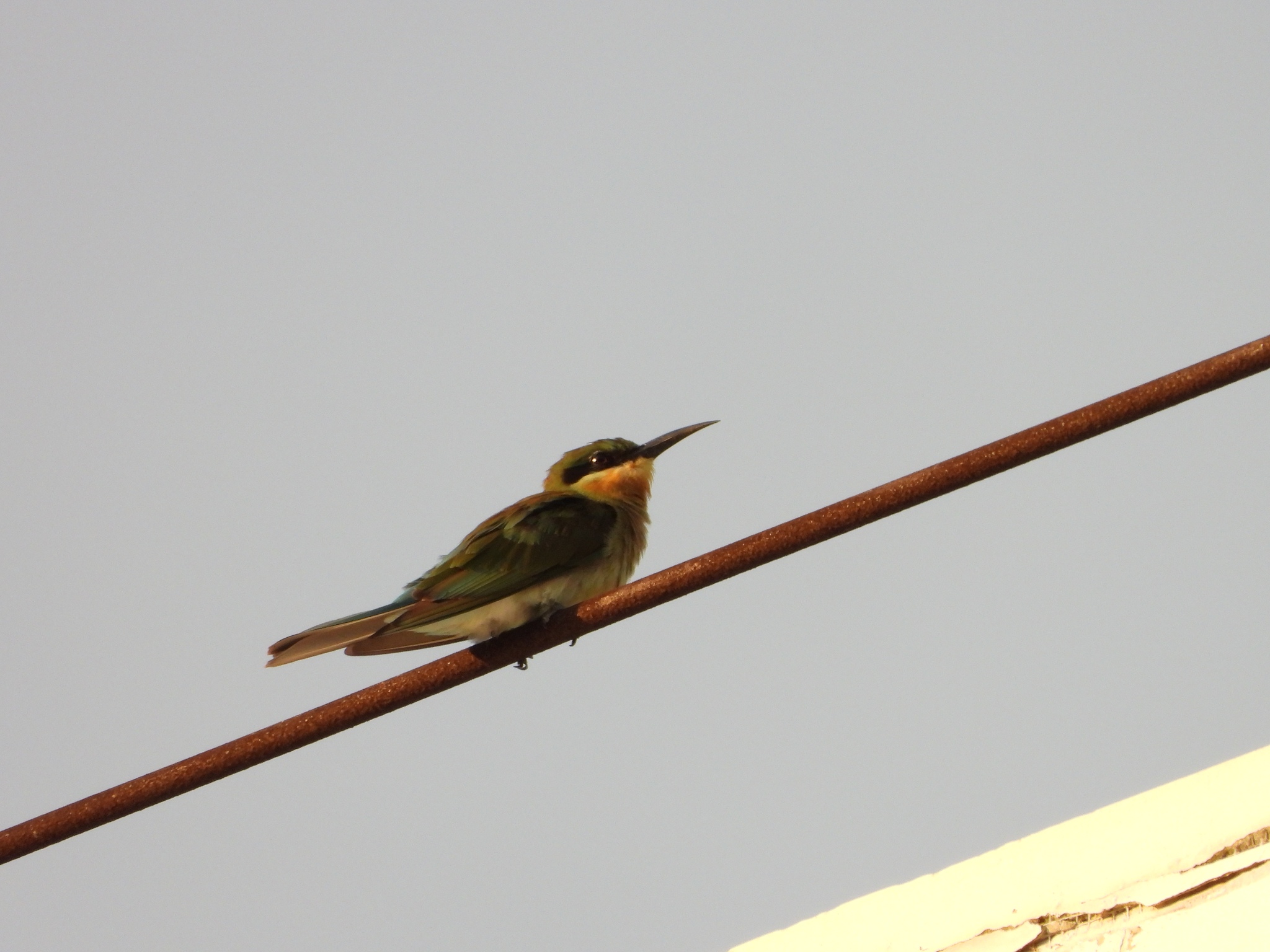 Blue-tailed Bee-eater