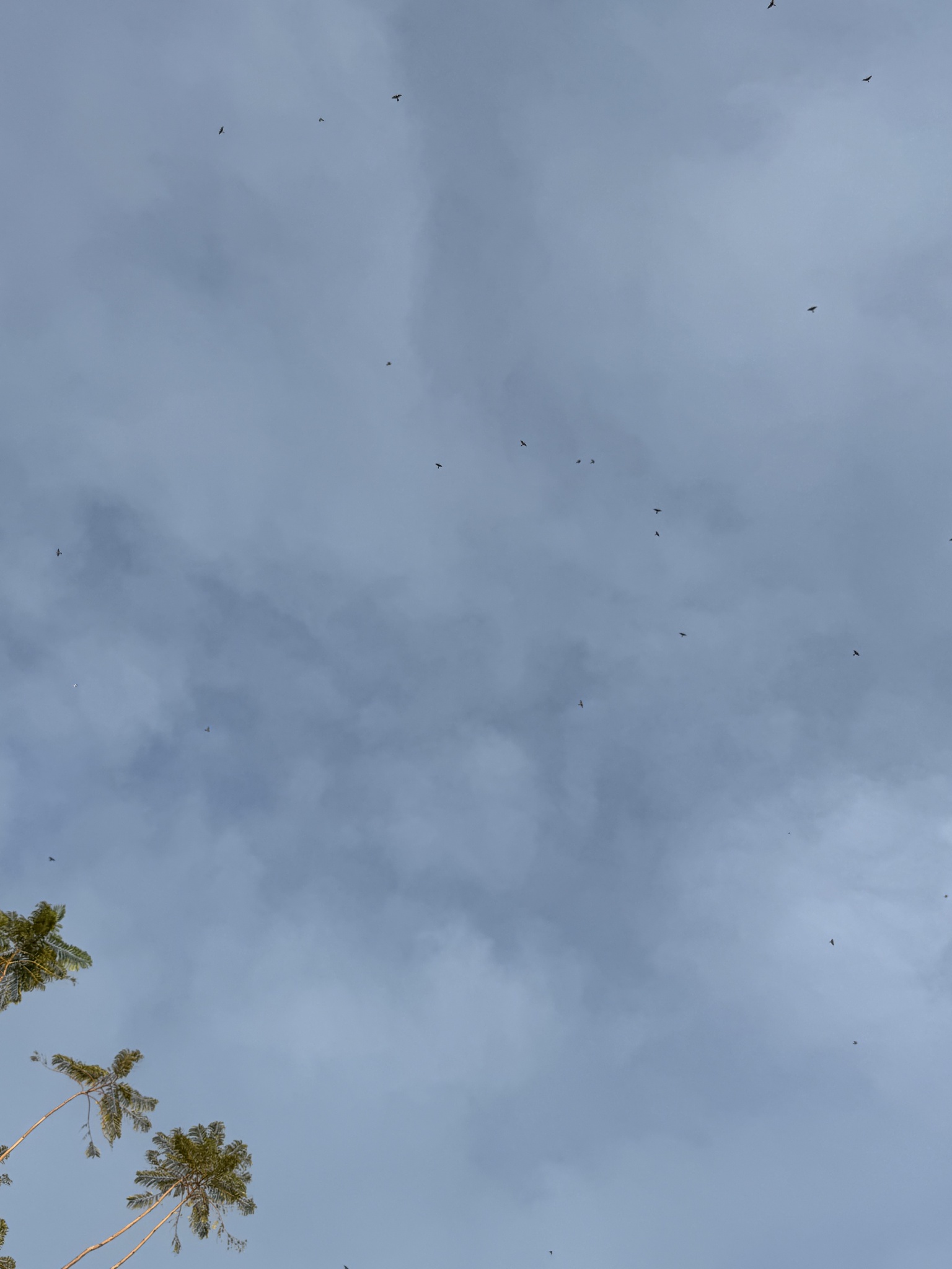 Blue-tailed Bee-eater