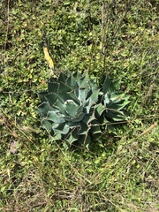 Agave nuusaviorum