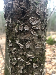 Stereum sanguinolentum