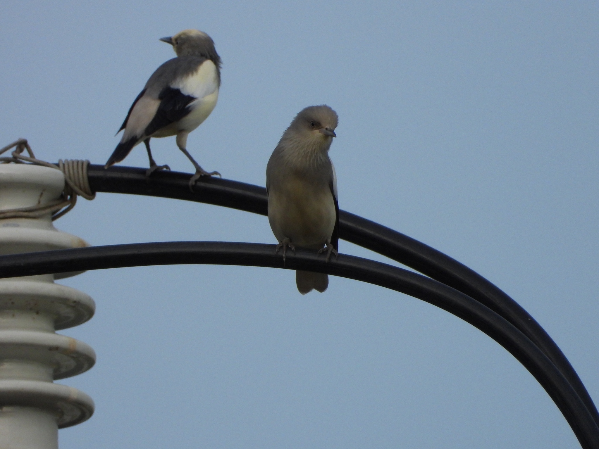 White-shouldered Starling