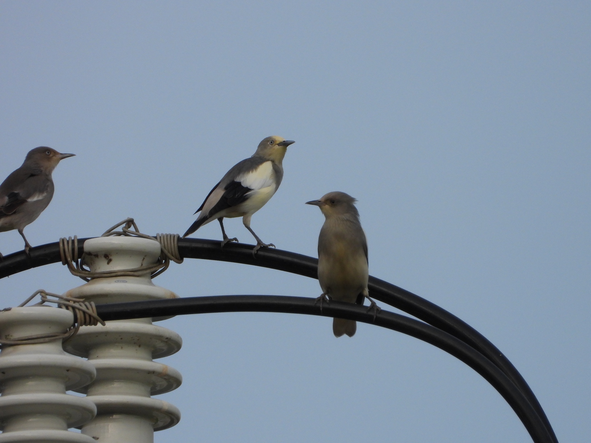 White-shouldered Starling