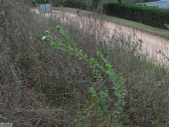 Lasiosiphon calocephalus