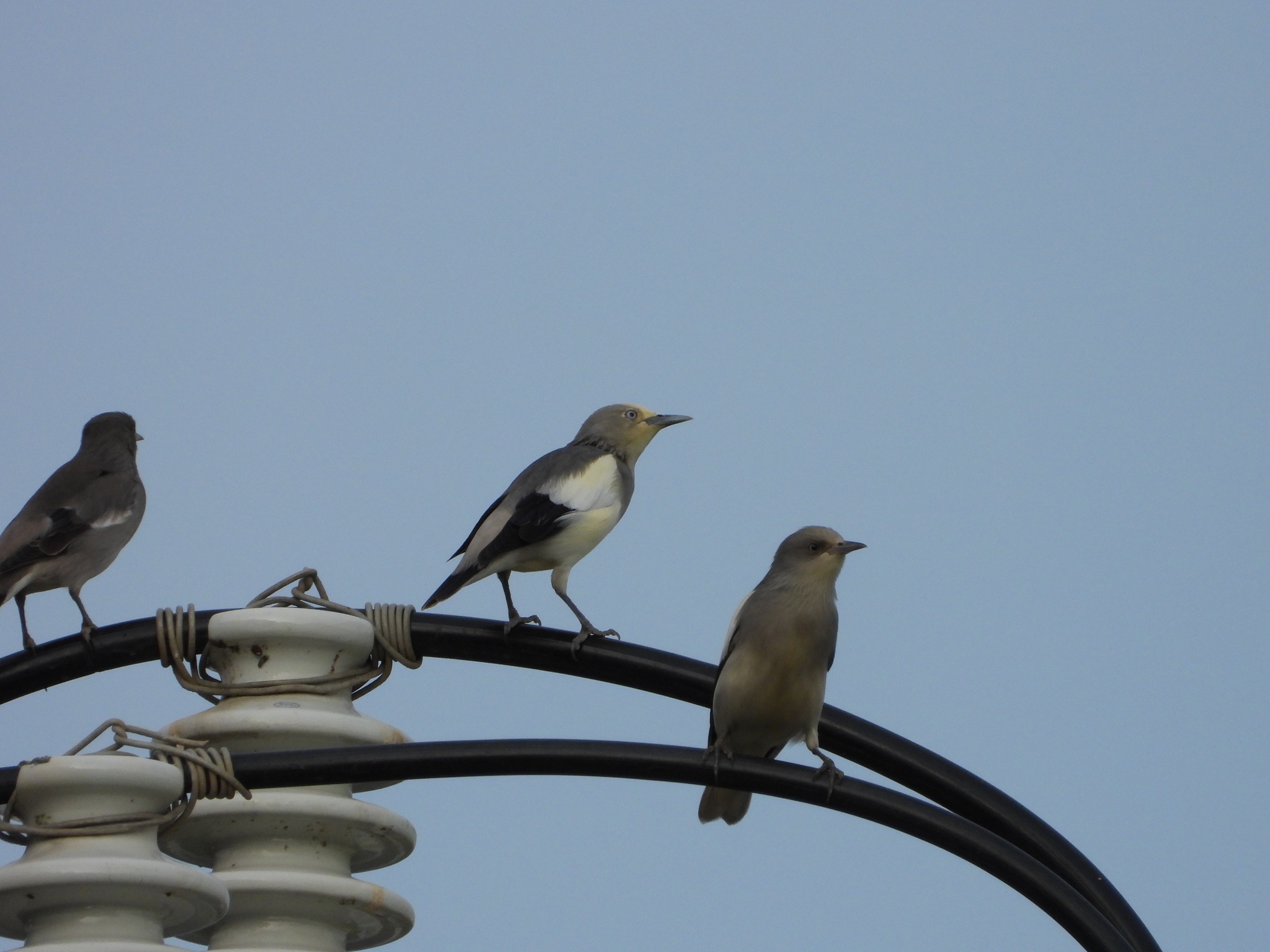 White-shouldered Starling