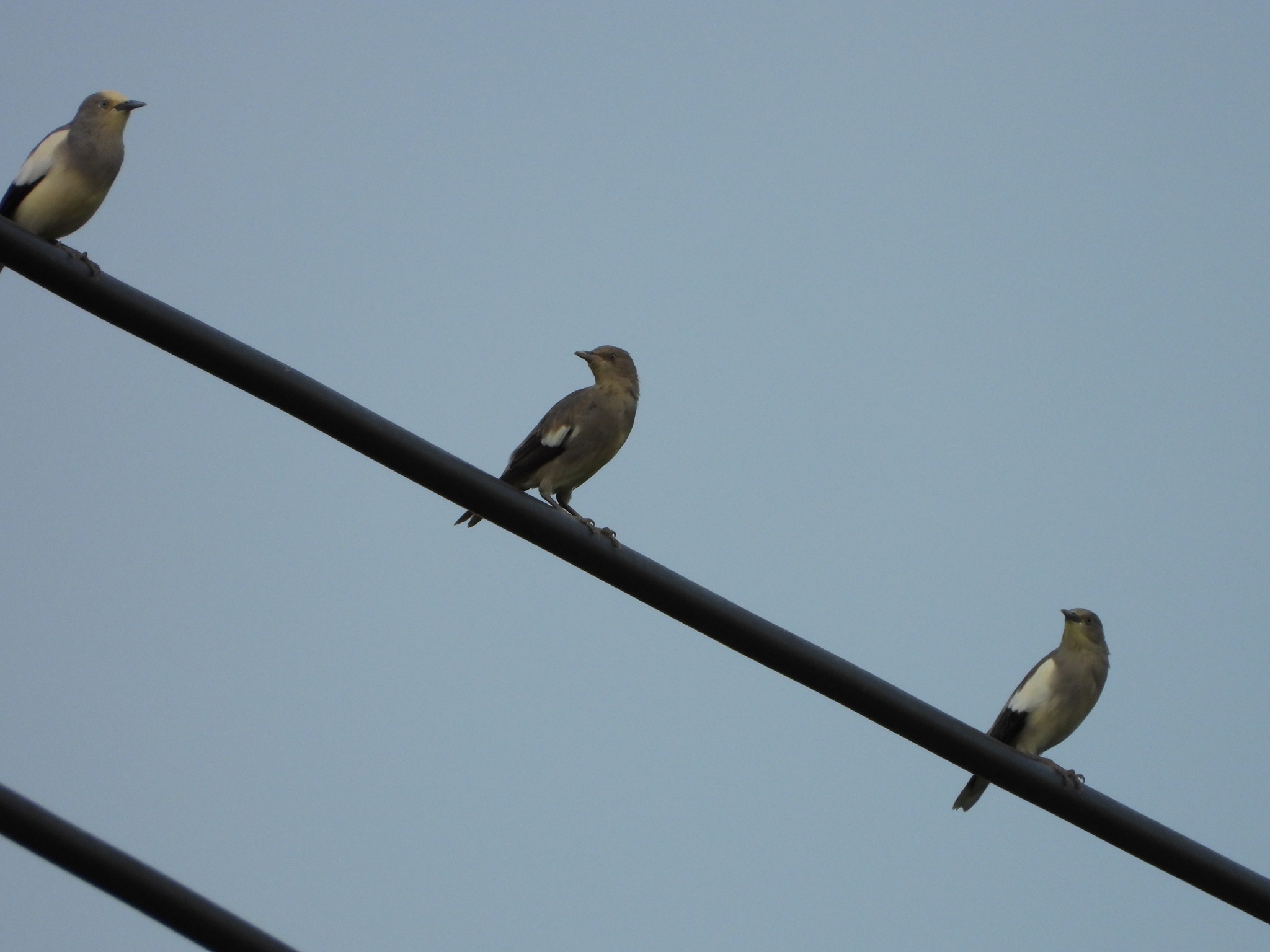 White-shouldered Starling