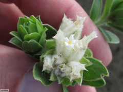 Lasiosiphon calocephalus