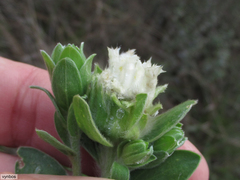 Lasiosiphon calocephalus