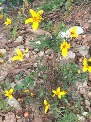 Bidens chiapensis