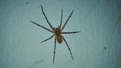 Acanthoctenus