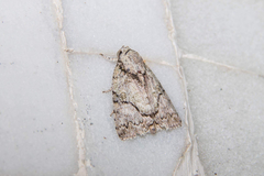 Blenina quinaria