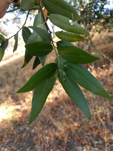 iNaturalist observation photo of California bay