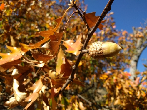 iNaturalist observation photo of California black oak