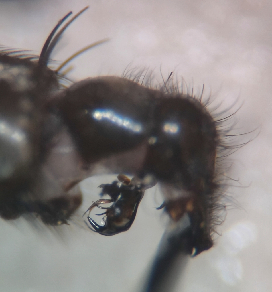 Sarcophaga incisilobata