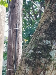Draco spilopterus