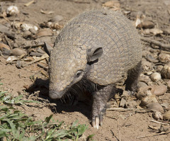 Euphractus sexcinctus