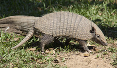 Euphractus sexcinctus