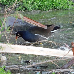 Gallinula galeata