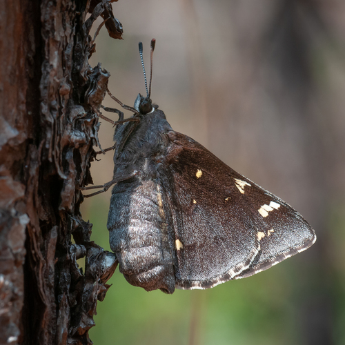 Cofaqui Giant-Skipper photo 3