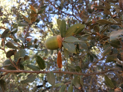iNaturalist observation photo of canyon live oak