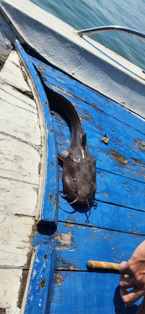 Barbel Eel Catfish