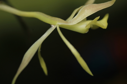 Epidendrum herrenhusanum Hágsater