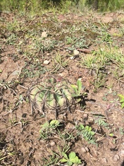 Ferocactus macrodiscus macrodiscus