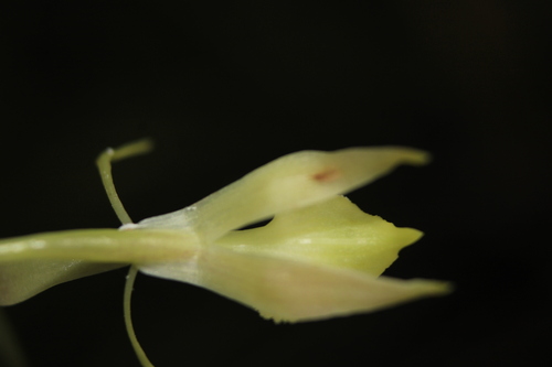 Epidendrum herrenhusanum Hágsater 2
