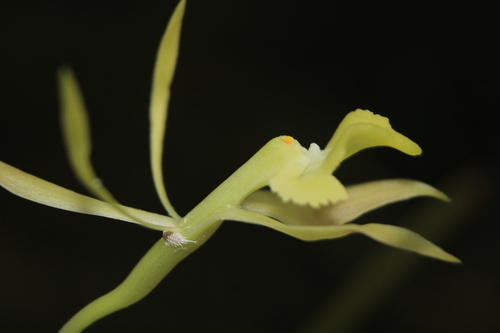 Epidendrum herrenhusanum Hágsater 3