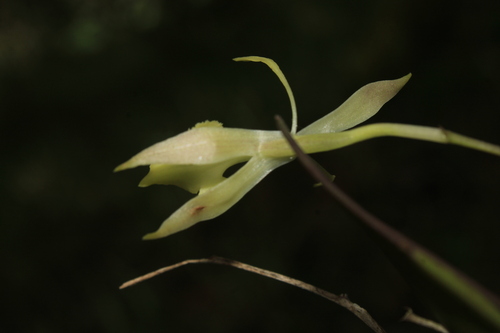 Epidendrum herrenhusanum Hágsater 4